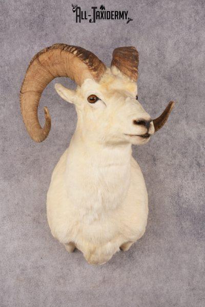 Alaskan Dall Sheep SKU 3294