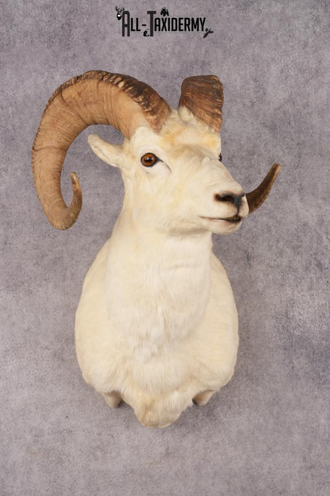 Alaskan Dall Sheep SKU 3294