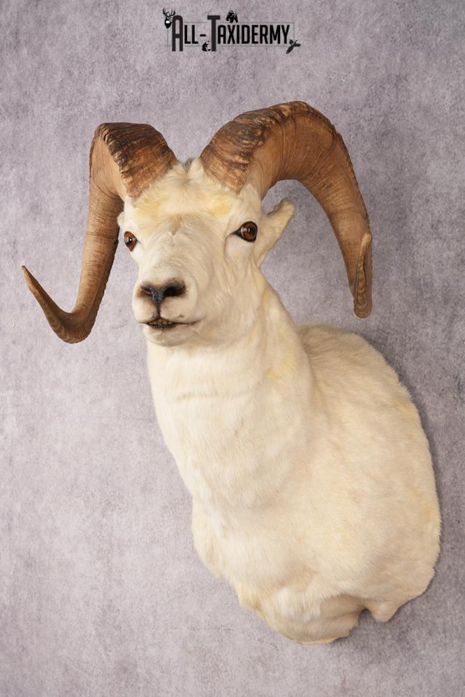 Alaskan Dall Sheep SKU 3294 - Image 8