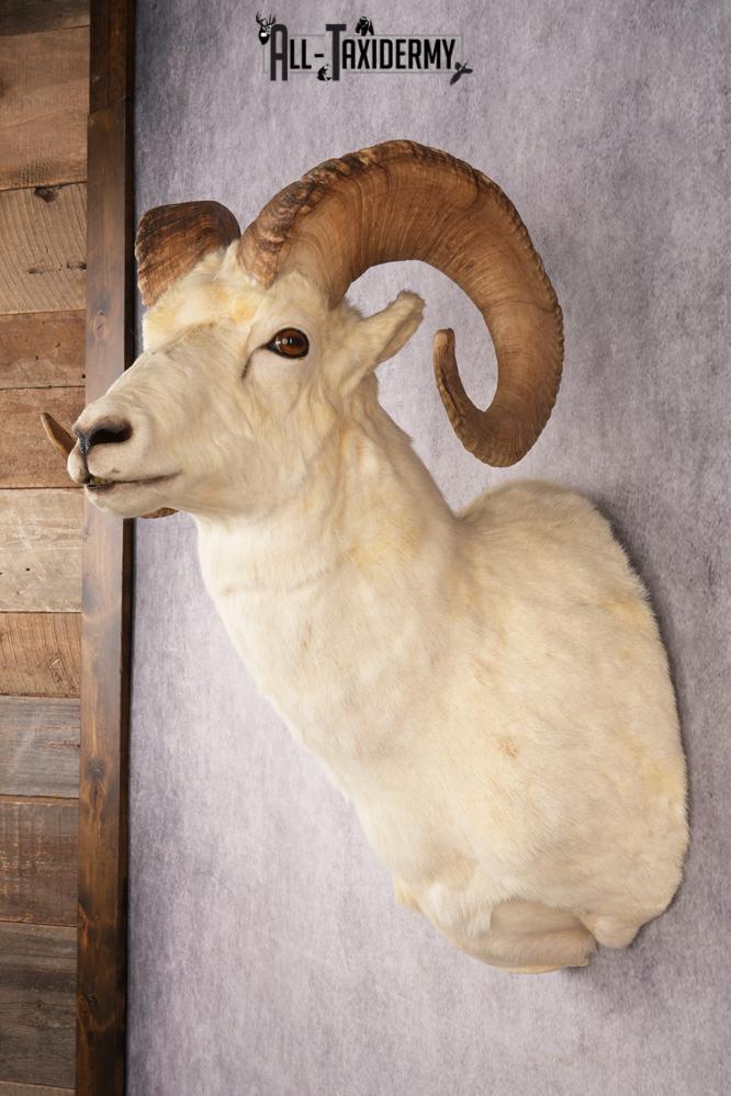 Alaskan Dall Sheep SKU 3294 - Image 7
