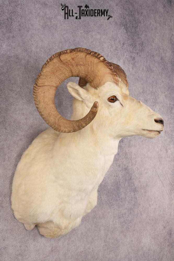 Alaskan Dall Sheep SKU 3294 - Image 6