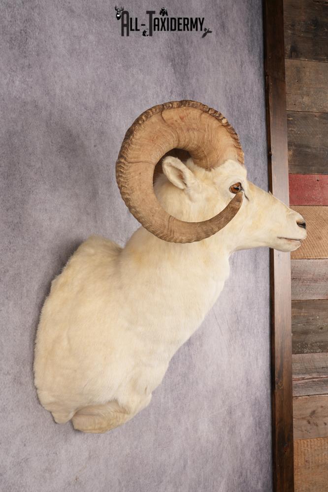 Alaskan Dall Sheep SKU 3294 - Image 5