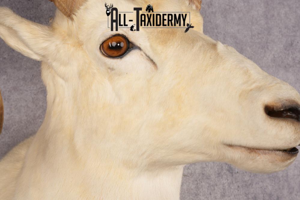 Alaskan Dall Sheep SKU 3294 - Image 4