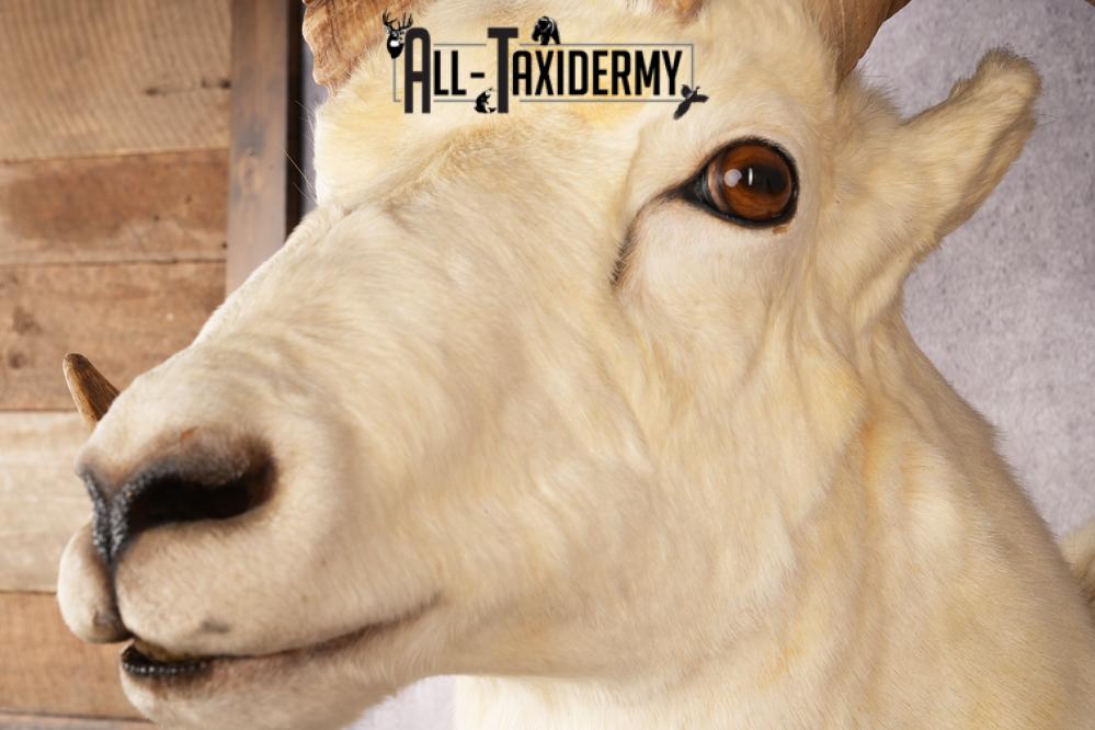 Alaskan Dall Sheep SKU 3294 - Image 3