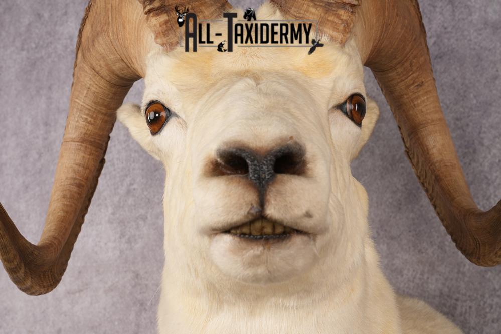 Alaskan Dall Sheep SKU 3294 - Image 2