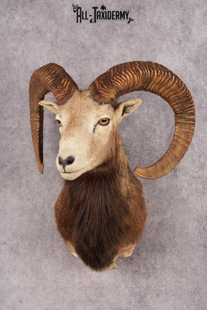 Mouflon Sheep SKU 3283