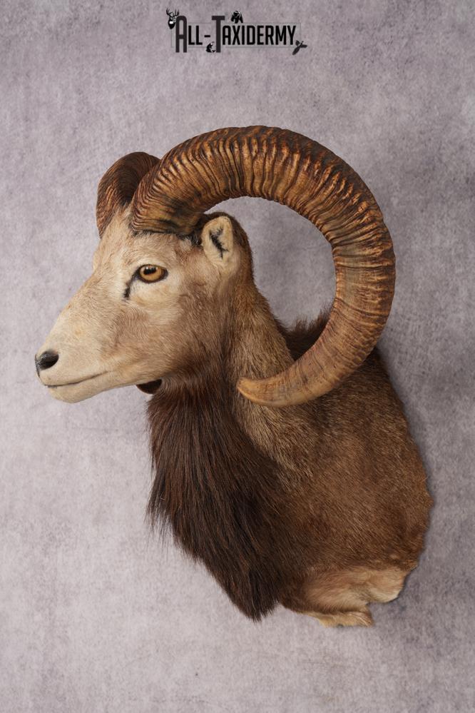 Mouflon Sheep SKU 3283 - Image 8