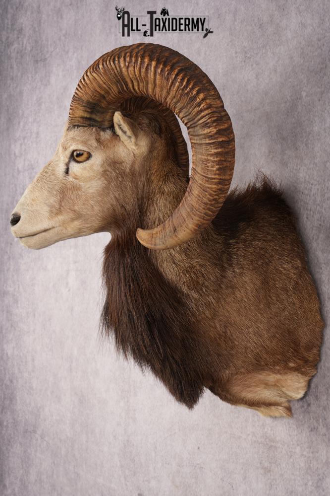 Mouflon Sheep SKU 3283 - Image 7