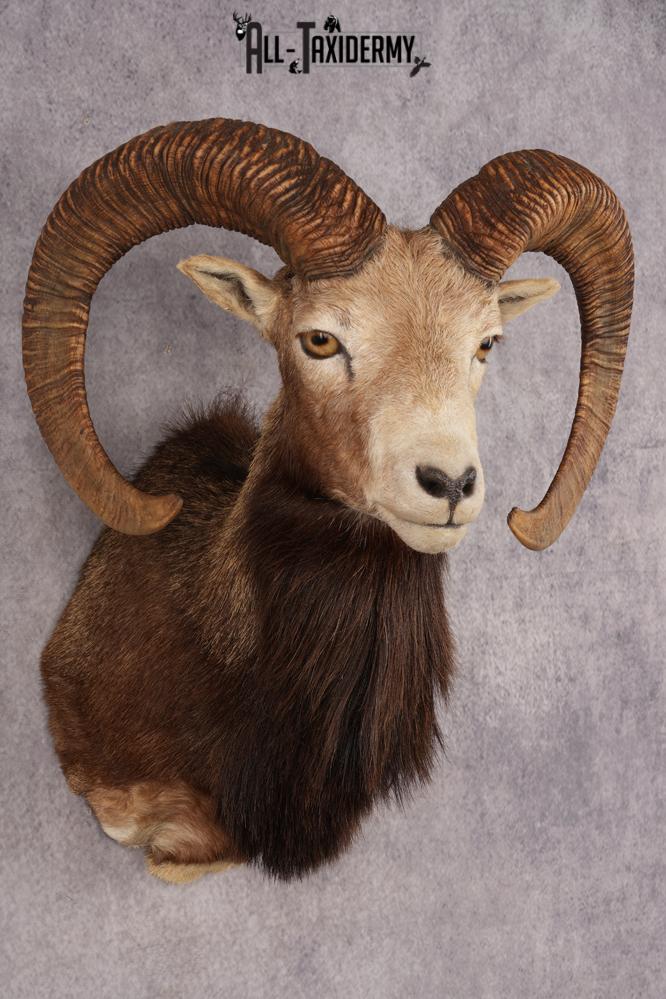 Mouflon Sheep SKU 3283 - Image 6