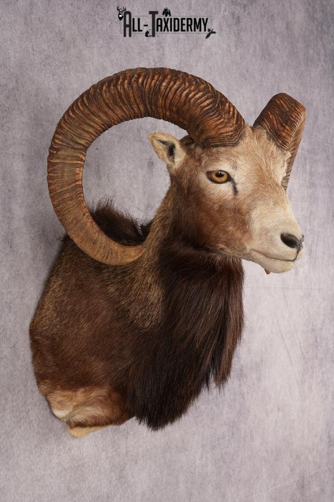Mouflon Sheep SKU 3283 - Image 5