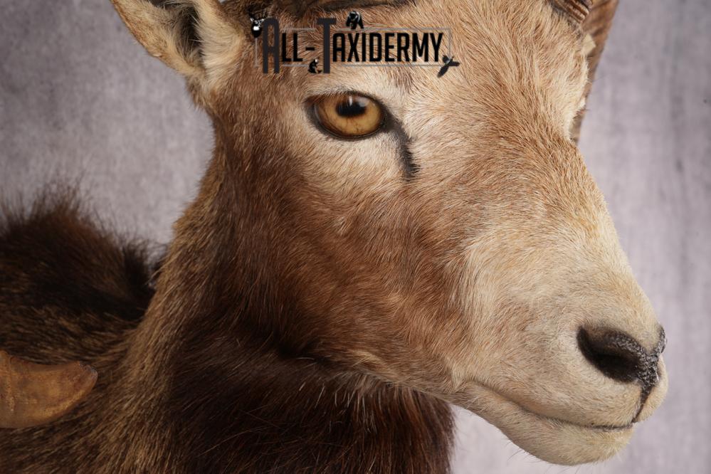 Mouflon Sheep SKU 3283 - Image 4