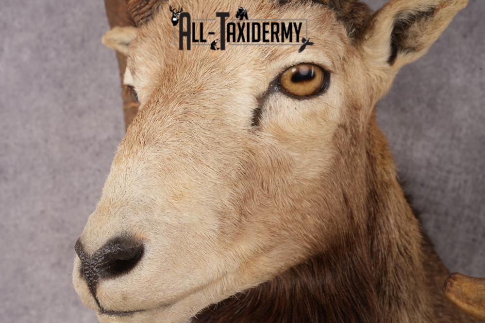 Mouflon Sheep SKU 3283 - Image 3