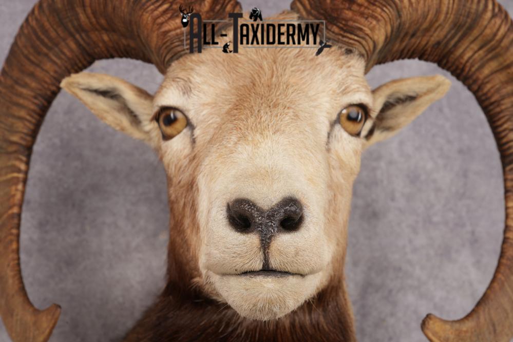 Mouflon Sheep SKU 3283 - Image 2