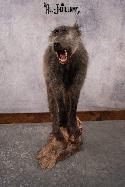 African Baboon SKU 3312