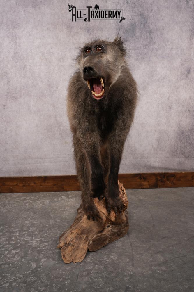 African Baboon SKU 3312