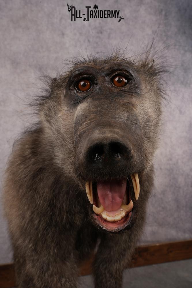 African Baboon SKU 3312 - Image 9