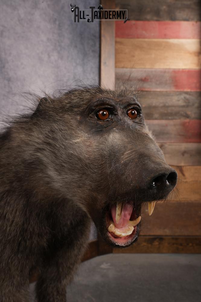 African Baboon SKU 3312 - Image 8