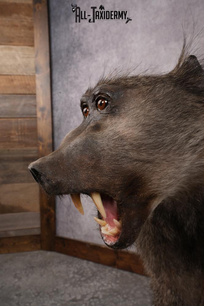 African Baboon SKU 3312 - Image 7