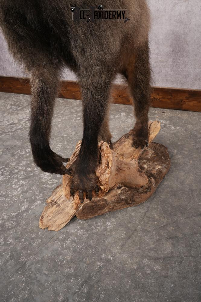 African Baboon SKU 3312 - Image 6