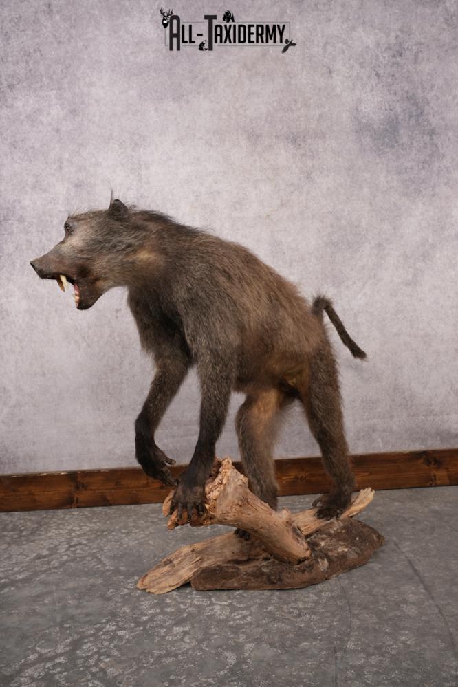 African Baboon SKU 3312 - Image 5