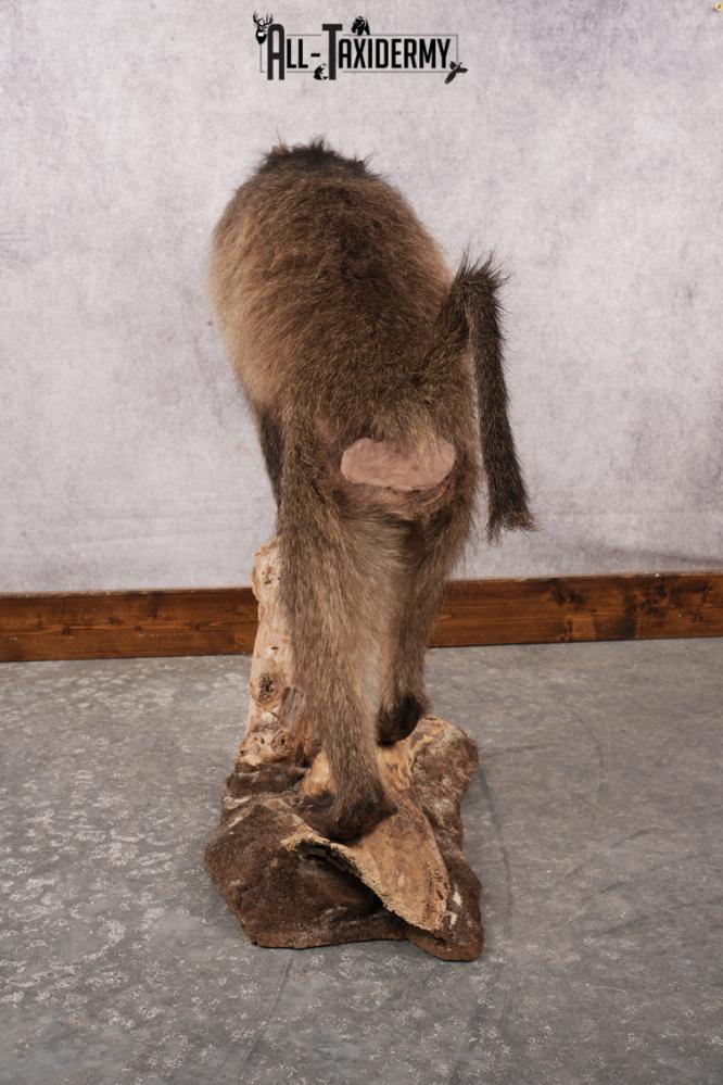 African Baboon SKU 3312 - Image 4