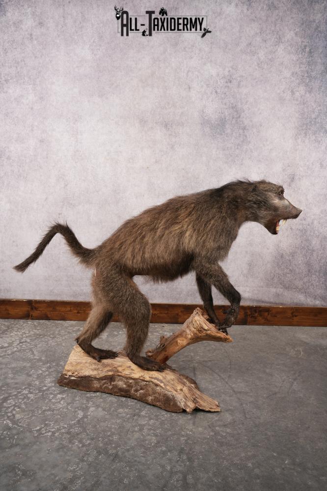 African Baboon SKU 3312 - Image 3