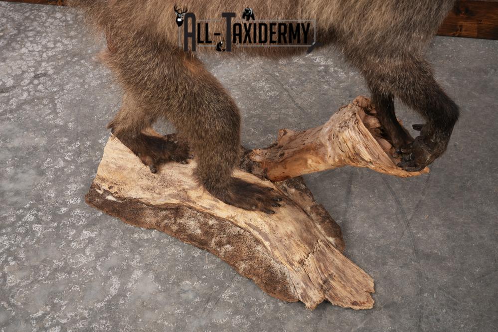 African Baboon SKU 3312 - Image 2