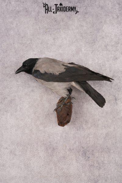 Hooded Crow SKU 3301