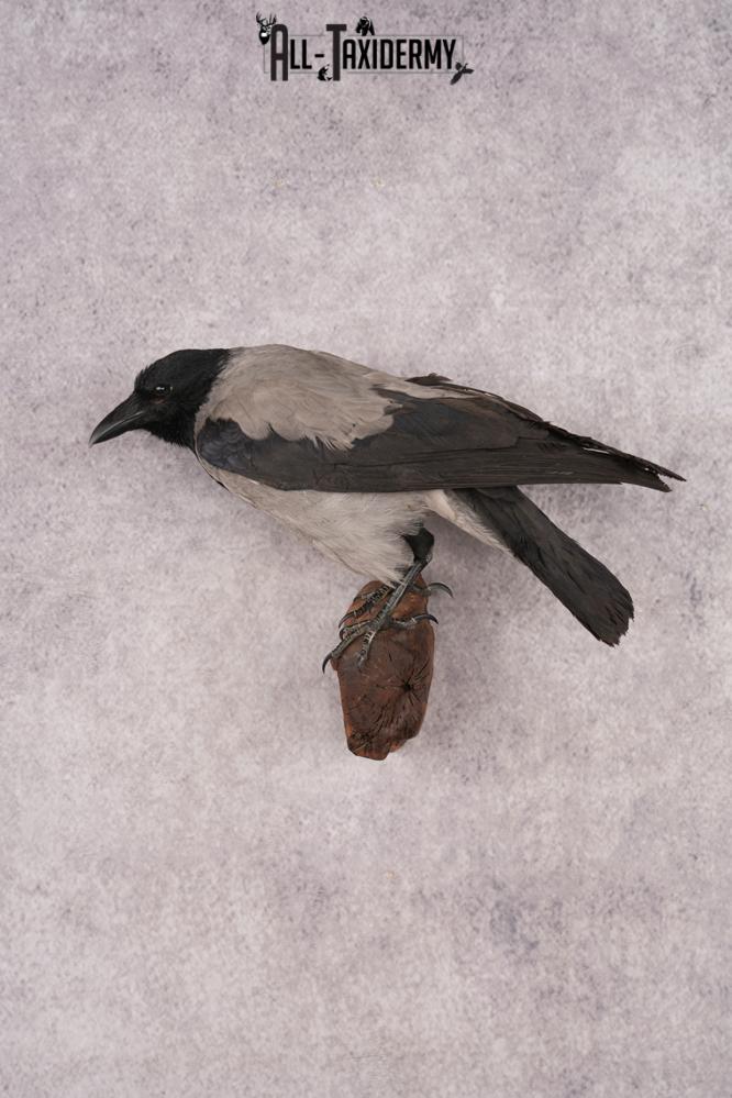 Hooded Crow SKU 3301