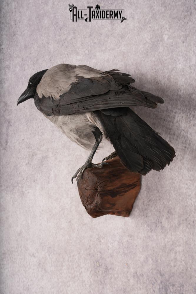 Hooded Crow SKU 3301 - Image 7