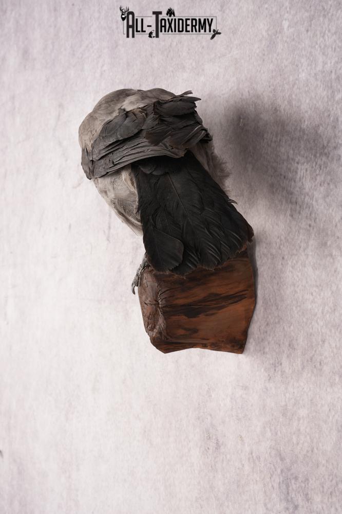 Hooded Crow SKU 3301 - Image 6