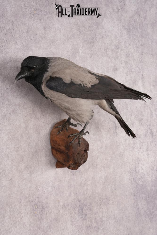 Hooded Crow SKU 3301 - Image 5