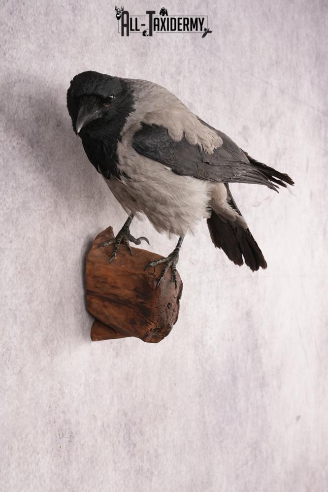 Hooded Crow SKU 3301 - Image 4