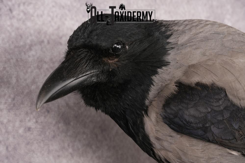 Hooded Crow SKU 3301 - Image 3