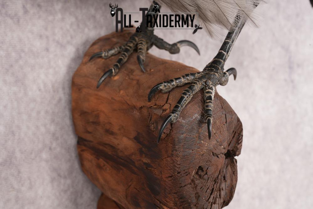 Hooded Crow SKU 3301 - Image 2