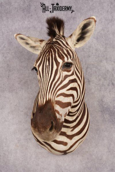 African Zebra SKU 3285