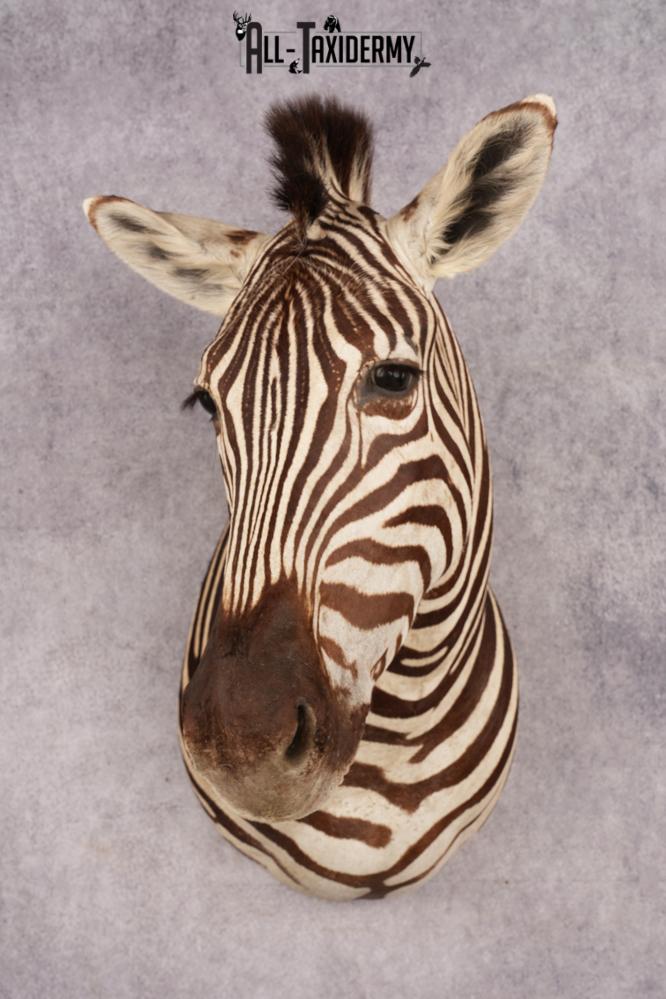 African Zebra SKU 3285