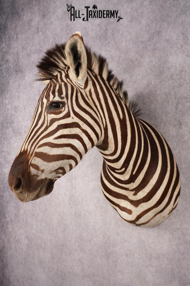 African Zebra SKU 3285 - Image 5