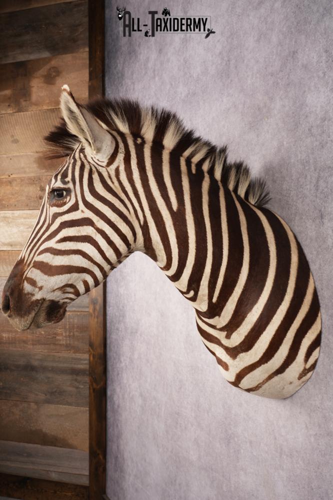 African Zebra SKU 3285 - Image 4
