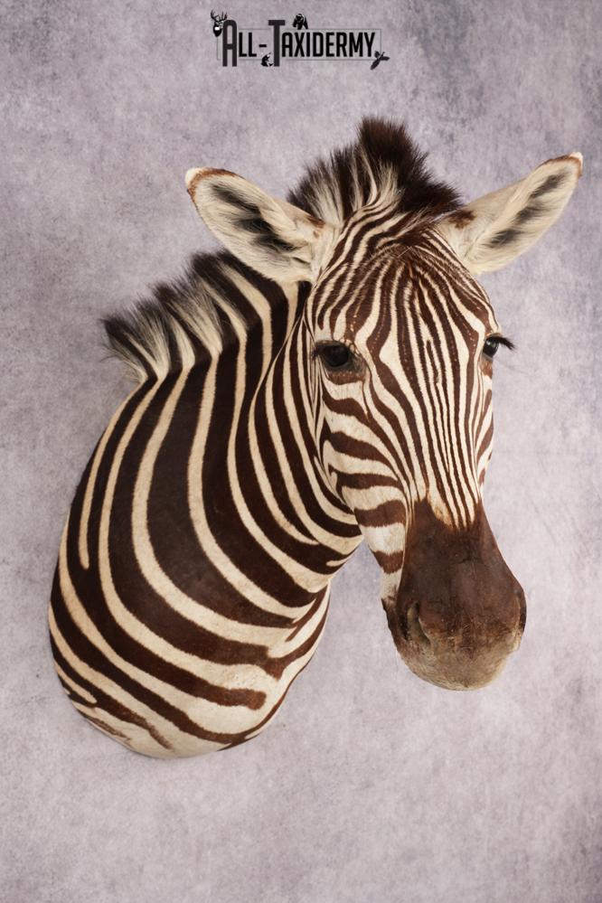 African Zebra SKU 3285 - Image 3
