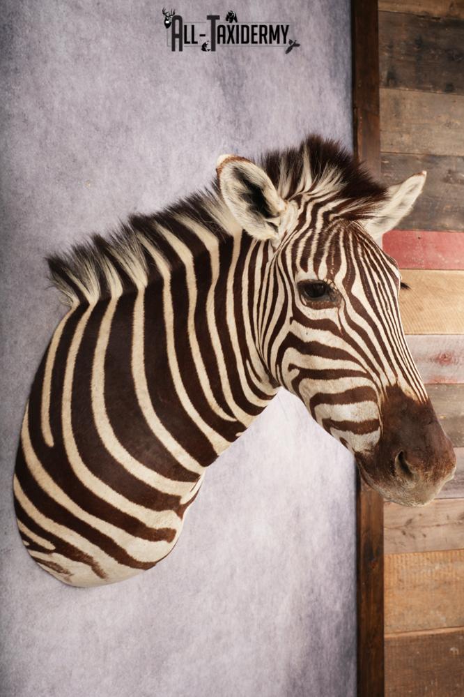 African Zebra SKU 3285 - Image 2