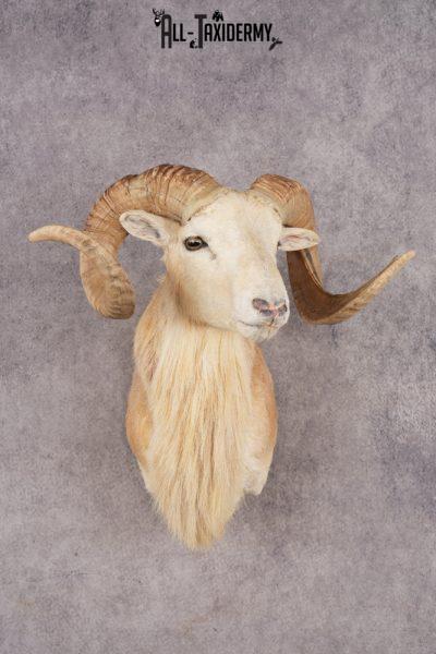 Texas Dall Sheep SKU 3321