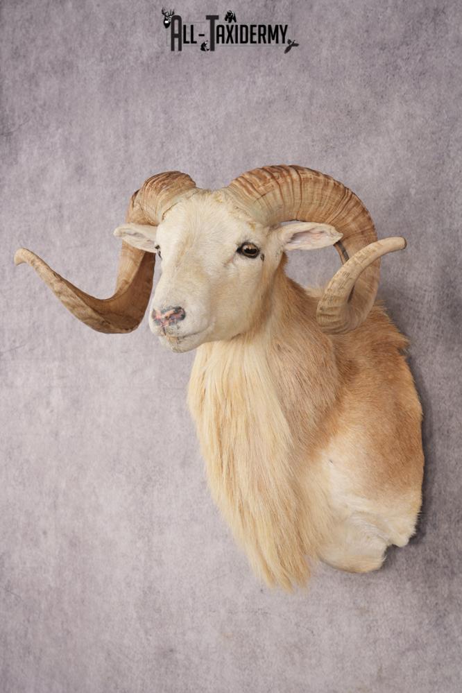 Texas Dall Sheep SKU 3321 - Image 7