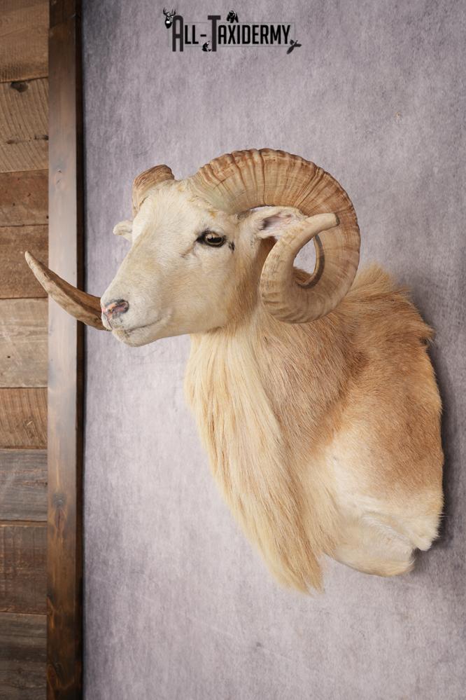 Texas Dall Sheep SKU 3321 - Image 6