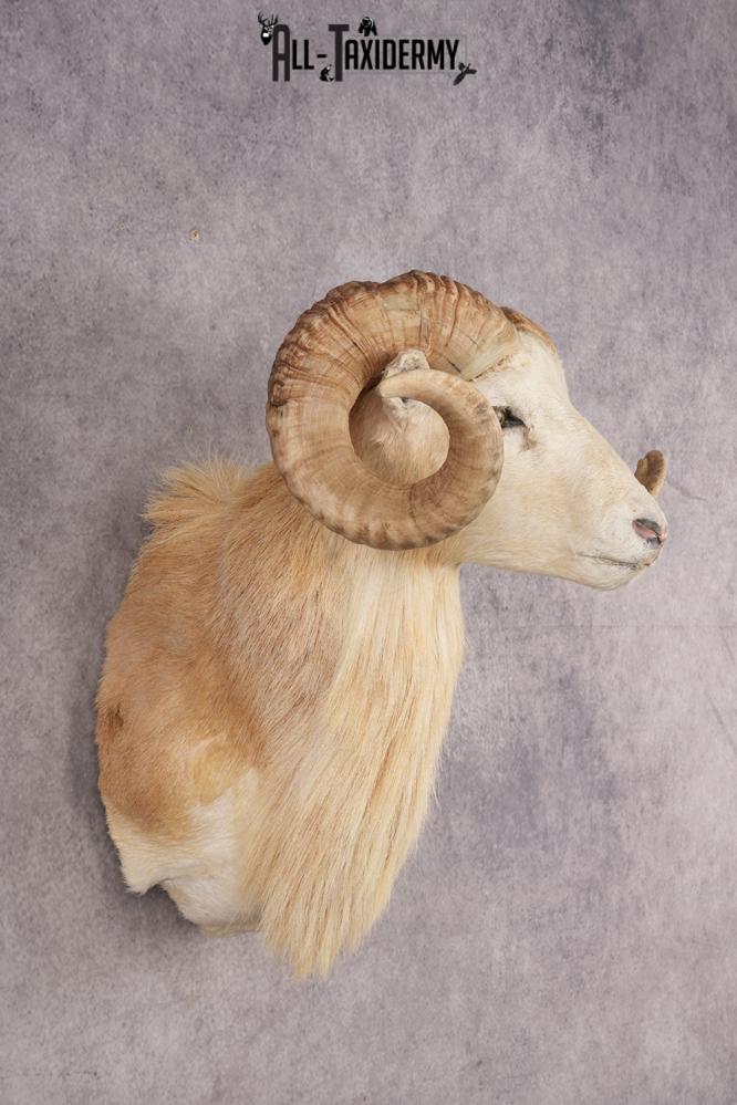 Texas Dall Sheep SKU 3321 - Image 5