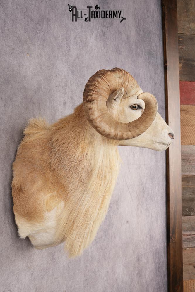 Texas Dall Sheep SKU 3321 - Image 4