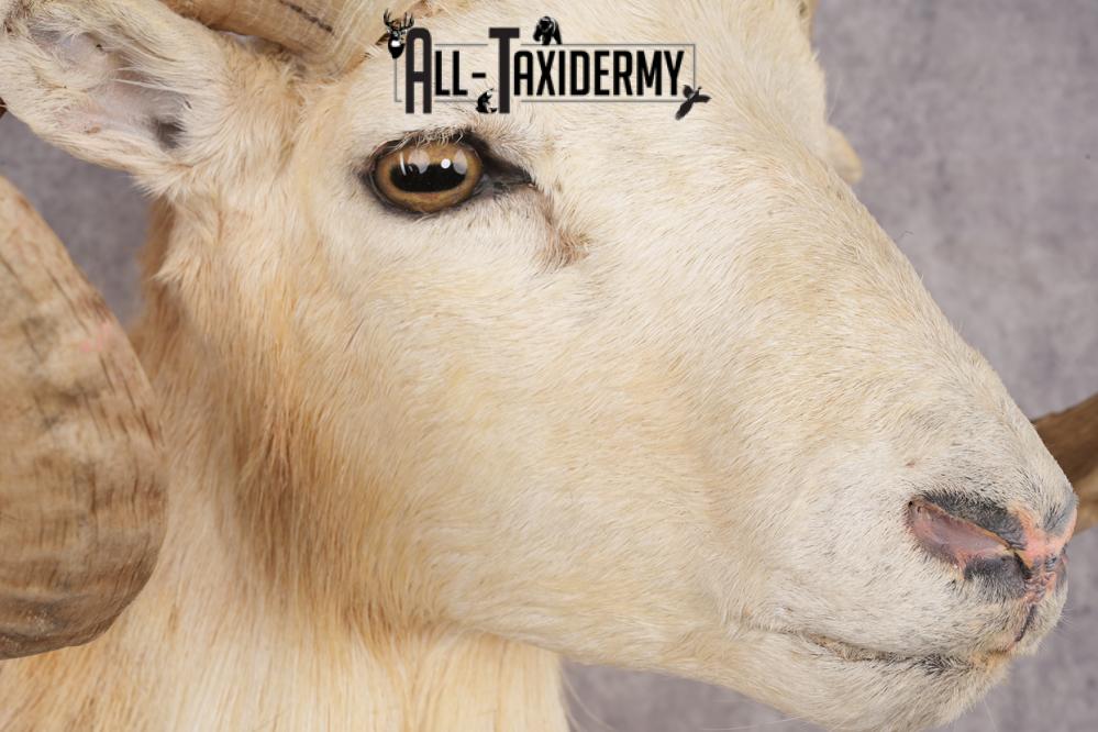 Texas Dall Sheep SKU 3321 - Image 3