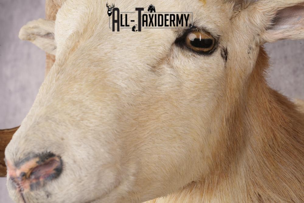 Texas Dall Sheep SKU 3321 - Image 2