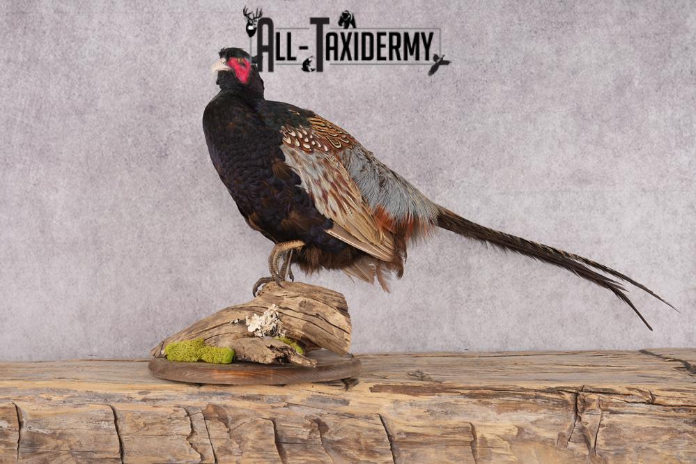 Black Necked Pheasant SKU 3251 - Image 7