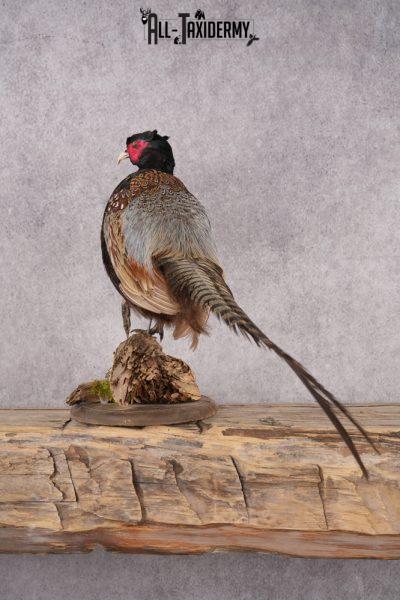 Black Necked Pheasant SKU 3251